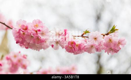 Aldgate Square, Londra, Regno Unito. 22 marzo 2025. Splendidi alberi di ciliegio in fiore ad Aldgate Square, situato nella City di Londra, il quartiere finanziario della capitale. Gli alberi sono in piena fioritura per pochi giorni all'anno. Crediti: Stuart Robertson/Alamy Live News. Foto Stock