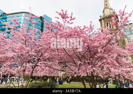 Aldgate Square, Londra, Regno Unito. 22 marzo 2025. Persone che amano gli splendidi alberi di ciliegio in fiore in Aldgate Square, situata nella City di Londra, il quartiere finanziario della capitale. Gli alberi sono in piena fioritura per pochi giorni all'anno. Crediti: Stuart Robertson/Alamy Live News. Foto Stock