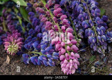 Fiori di Lupine che fioriscono nel giardino, primo piano Foto Stock