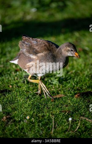 Un giovane moorhen che cammina sull'erba alla luce del sole. Gallina comune (Gallinula chloropus) nel Kent, Regno Unito. Foto Stock