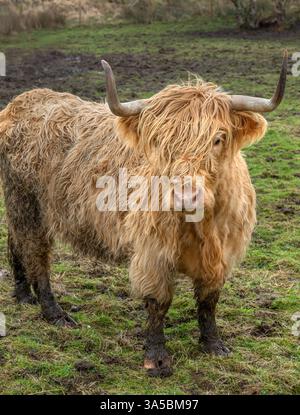 Una mucca delle Highland, Isola di Eriska, vicino Oban, Scozia, Regno Unito Foto Stock