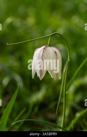 Primo piano del fiore della Fritillaria meleagris di Snake Head, che mostra il suo esclusivo motivo a scacchi. Delicato fiore selvatico spesso associato a spri Foto Stock