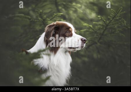 Pastore australiano Foto Stock