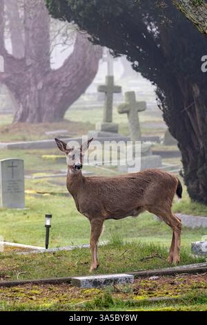 Cervo dalla coda nera (Odocoileus hemionus) nel cimitero di Ross Bay - Victoria, Vancouver Island, British Columbia, Canada Foto Stock