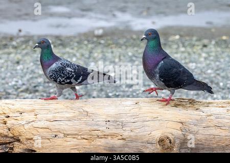 Rock Pigeon (Columba livia) coppia presso Esquimalt Lagoon - Colwood, vicino a Victoria, Isola di Vancouver, Columbia Britannica, Canada Foto Stock