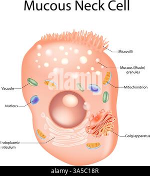 Illustrazione del vettore della struttura cellulare del collo mucoso con organelli etichettati. Diagramma di anatomia delle cellule mucose umane. Illustrazione Vettoriale