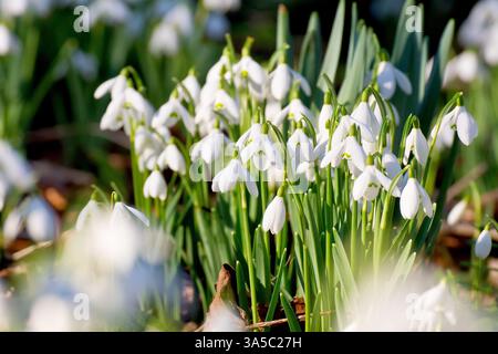 Snowdrop o Snowdrops (galanthus nivalis), primo piano di un piccolo gruppo di fiori primaverili comuni e familiari isolati tra molti altri. Foto Stock