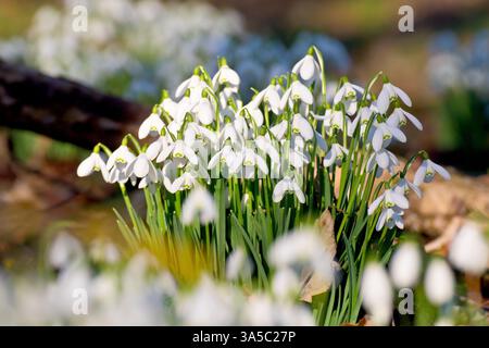 Snowdrop o Snowdrops (galanthus nivalis), primo piano di un piccolo gruppo di fiori primaverili comuni e familiari isolati tra molti altri. Foto Stock