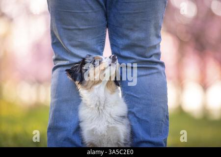 Miniatura giovane pastore australiano Foto Stock