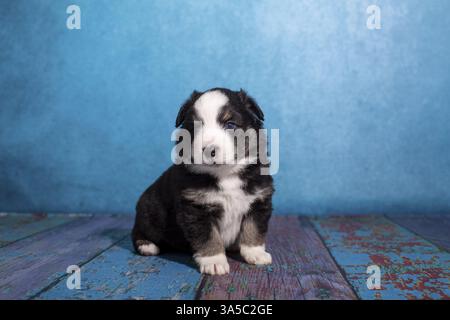 Cucciolo di pastore australiano in miniatura Foto Stock