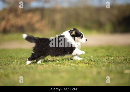 Cucciolo di pastore australiano in miniatura Foto Stock