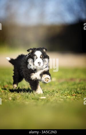 Cucciolo di pastore australiano in miniatura Foto Stock