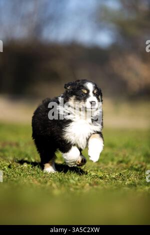 Cucciolo di pastore australiano in miniatura Foto Stock