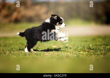 Cucciolo di pastore australiano in miniatura Foto Stock
