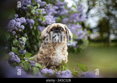 Maschio Shih Tzu Foto Stock