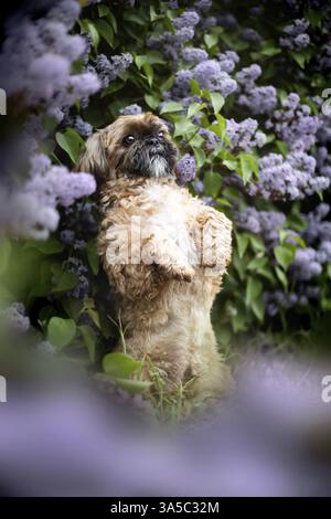 Maschio Shih Tzu Foto Stock