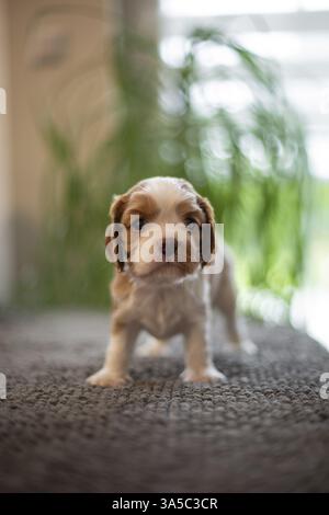 Cavalier King Charles Spaniel di 3 settimane Foto Stock