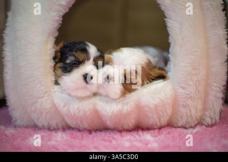 Cavalier King Charles Spaniel di 3 settimane Foto Stock