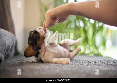 Cavalier King Charles Spaniel di 3 settimane Foto Stock