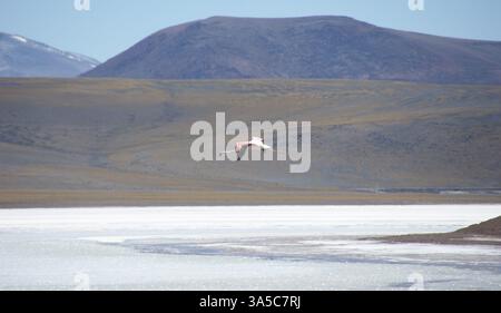 Un geyser erutta dalla Laguna Brava, nelle alte Ande dell'Argentina, creando un'affascinante dimostrazione del potere della natura. Foto Stock