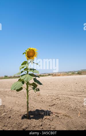 La vista verticale di un girasole solitario cresce in un campo a riposo in una giornata limpida e soleggiata. Si tratta di un girasole naturale per adulti con grandi foglie verdi. Il Foto Stock