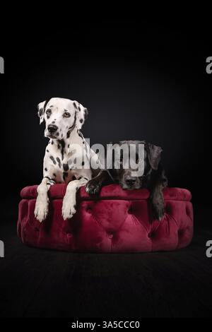 Labrador-Mongrel Foto Stock