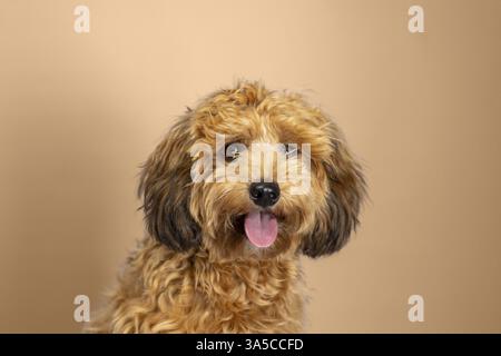 Tibet Terrier Foto Stock