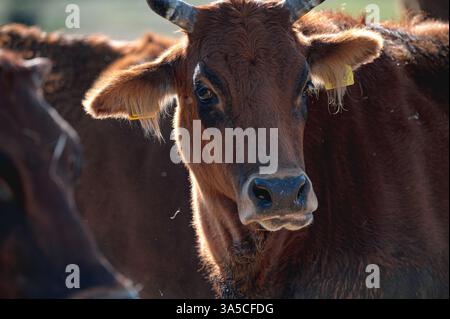 Razza bovina cipriota in posa con sfondo sfocato in natura. Palude di Akrotiri, Cipro Foto Stock