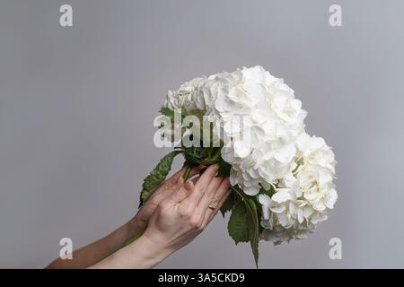Ortensie bianche fiori nelle mani di una giovane donna su sfondo grigio. Sfondo romantico e bello con spazio per il testo. Foto Stock