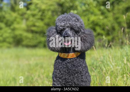 Royal Standard Poodle Foto Stock