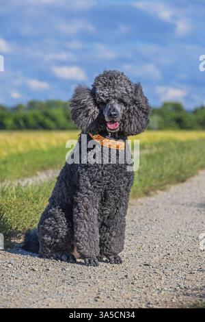 Royal Standard Poodle Foto Stock