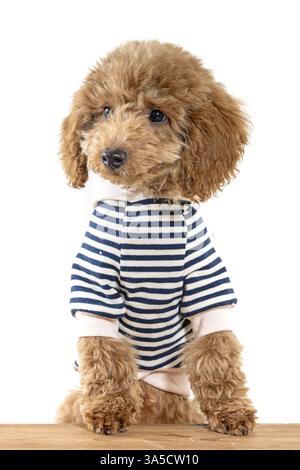 Pupazzo di spaghetti giocattolo Foto Stock