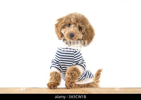 Pupazzo di spaghetti giocattolo Foto Stock