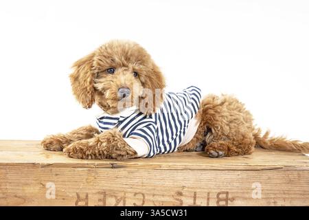 Pupazzo di spaghetti giocattolo Foto Stock