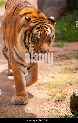 Tigre indiana allo zoo di Pomerode, Santa Catarina, Brasile Foto Stock