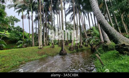 Un tranquillo paesaggio tropicale si dispiega, incorniciato da alte e sottili palme con tronchi segnati da muschio e licheni. Foto Stock