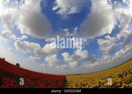 Il magnifico campo primaverile di tazze in fiore di colore giallo e rosso, fotografate da un obiettivo The Fish Eye Foto Stock