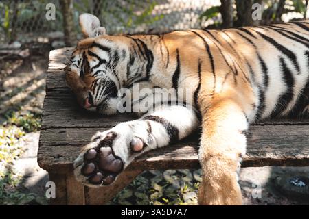 Una tigre maestosa prende del tempo per rilassarsi e godersi il suo habitat naturale nella natura selvaggia all'aperto Foto Stock
