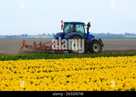 Europa, Paesi Bassi, Flevoland. Campi di tulipani olandesi. Tulipani di raccolta della macchina agricola sul campo. Foto Stock