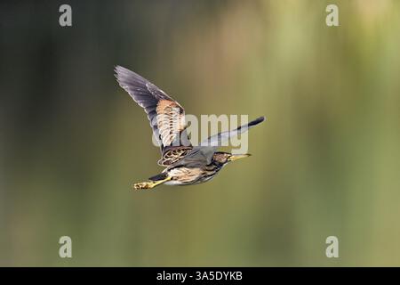 Little Bittern (Ixobrychus minutus), giovane uccello in volo, Svizzera, Europa Foto Stock
