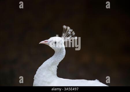 Primo piano di un pavone bianco, Colombia Foto Stock