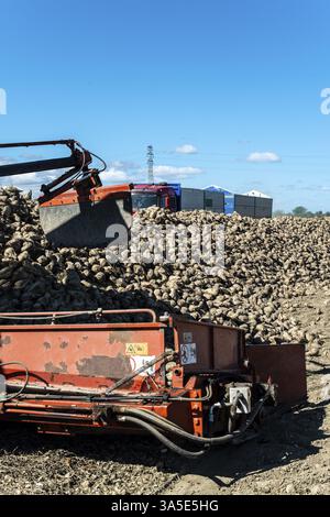Raccogliere la barbabietola da zucchero. Mucchio di barbabietola da zucchero nell'azienda agricola Foto Stock