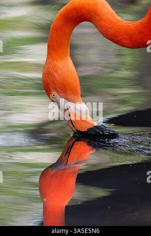 Grande fenicottero (Phoenicopterus roseus) che si nutre, Colombia Foto Stock