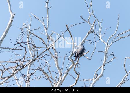 Corvi neri seduti sui rami di un albero di betulla con foglie verdi contro un cielo blu limpido, che simboleggia la natura e la fauna selvatica Foto Stock