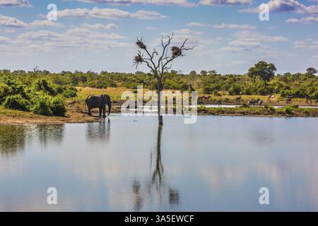 Piccolo lago, al quale gli animali vanno a bere. Elefante, branco di zebre e qualche giraffa. In acqua, ippopotami riposanti. Animali in Sud Africa Foto Stock