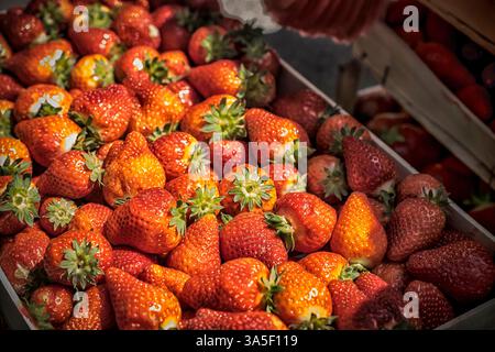 Un mucchio di fragole fresche in una scatola sotto il sole Foto Stock