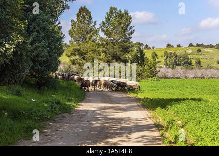 Un grande gregge di pecore e montoni è guidato lungo una strada sterrata intorno ai prati. Ampio prato verde con erba alta lussureggiante. Caldo giorno di febbraio soleggiato in Israele Foto Stock