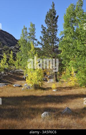 Paesaggio autunnale incredibilmente bello - alberi con fogliame colorato e grandi rocce - massi nell'erba gialla brillante Foto Stock