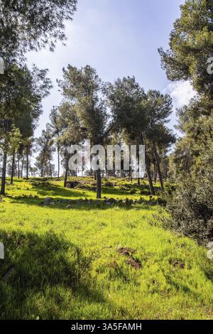 Il mondo verde della primavera. Israele. Pittoresca pineta. Pini alti e sottili crescono nel prato. Caldo e soleggiato giorno di febbraio Foto Stock