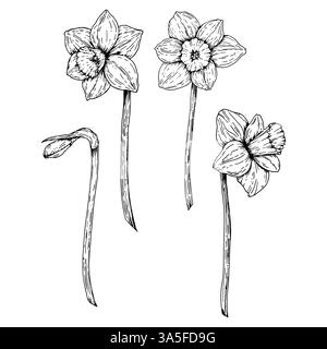 Set di narcisi disegnati a mano in varie fasi di fioritura, disegnati con inchiostro. Ideale per progetti a tema primaverile, guide per il giardinaggio, didattica floreale Illustrazione Vettoriale